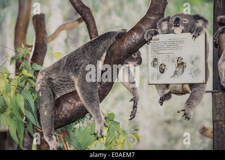 Australien, Qeensland, Magnetic Island, Koala-Baby und Mutter im Heiligtum, Stockfoto