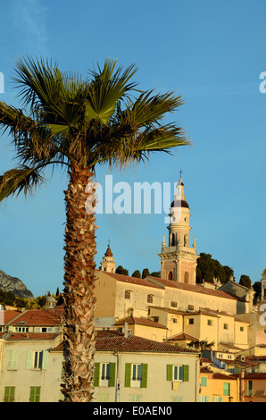 Blick auf Altstadt mit Kathedrale Glockenturm & Palm Tree Menton Alpes-Maritimes Côte d ' Azur Frankreich Stockfoto