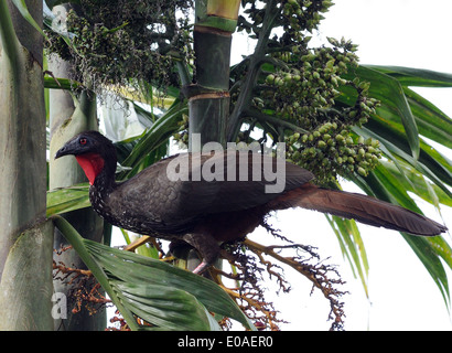 Ein Crested Guan (Penelope Purpurascens) auf Nahrungssuche. Oro-Halbinsel. Drake Bay, Corcovado Nationalpark, Golfito, Costa Rica Stockfoto