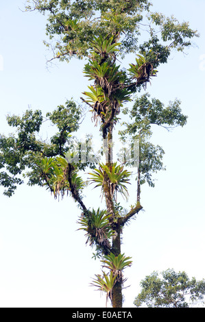 Epiphyten, Farne, Orchideen und Bromelien wachsen an einem Baum auf th Rand des tropischen Rainvforest auf der Halbinsel Osa. Drake Bay, Stockfoto