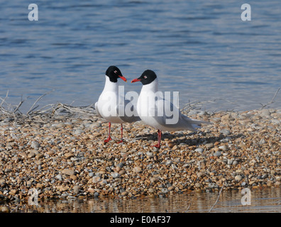 Ein paar mediterrane Möwen (Larus Melanocephalus) in der Nähe der Verschachtelung Kolonie teilt es mit Lachmöwen (Larus ridibundus Stockfoto