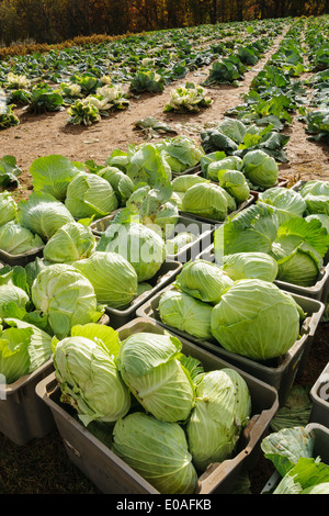 Frisch gepflückte Kohl. Stockfoto