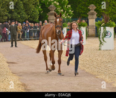 Badminton, UK. 7. Mai 2014. Bild: Badminton Horse Trials UK-Mai 07: Pferde Parade für Tierärzte Inspektion. Datum 05.07.2014 Ref: Credit: Charlie Bryan/Alamy Live News Stockfoto