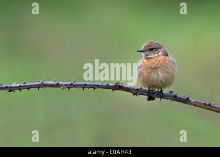 Weibliche Schwarzkehlchen Saxicola Torquata Perched auf Bramble.Spring. UK Stockfoto