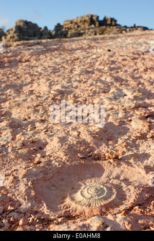 Nahaufnahme eines Fossils in Landschaft Stockfoto