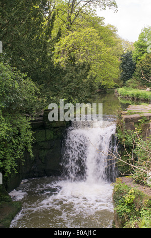 Wasserfall an der Ouseburn innerhalb von Jesmond Dene North East England Großbritannien Stockfoto