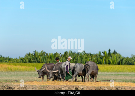 Bauer mit Wasserbüffel am Ufer des Kaladan River, Sittwe, Rakhine State in Myanmar Stockfoto