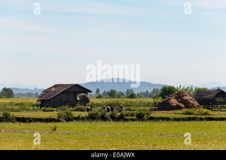 Ackerland und Wasserbüffel am Ufer des Kaladan River, Sittwe, Rakhine State in Myanmar Stockfoto