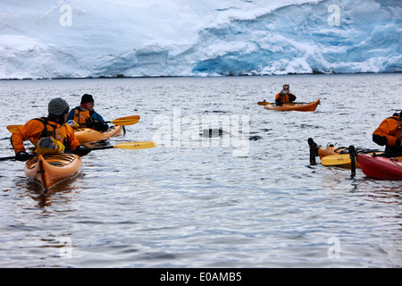 Leopard seal Oberflächen in einer Gruppe von Meer Kajakfahrer in Port Lockroy Antarktis Stockfoto