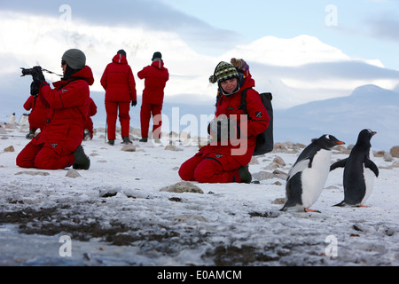 weibliche Touristen mit Kamera beobachtet Gentoo Pinguine am Neko harbour Antarktis Stockfoto