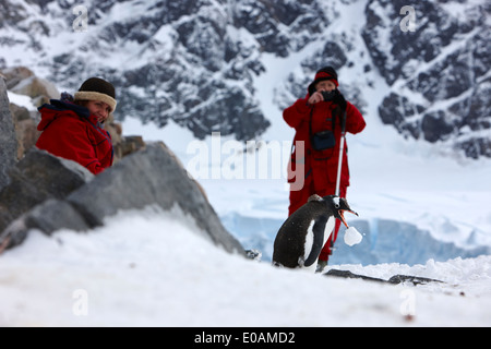 weibliche Touristen mit Kamera beobachtet Gentoo Penguin abholen Schneeball an Neko harbour Antarktis Stockfoto