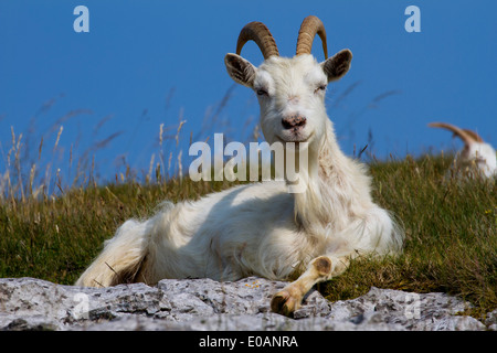 Welsh Mountain Kaschmir Ziege Great Orme Llandudno Stockfoto