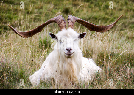 Männliche Welsh Mountain Kaschmir Ziege Great Orme Llandudno Stockfoto