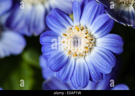 Extreme Makroaufnahme einer kleinen blauen Blume Stockfoto