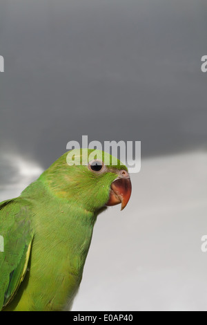 Rose-beringt oder Ring-necked Parakeet (geflohen waren). Einzelne 50 Tage alten Küken. Küken. Stockfoto