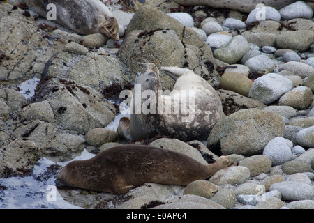 Seehunde sammeln am Strand zu gebären und Pflege für ihre neugeborenen Welpen in Pacific Grove, Kalifornien Stockfoto