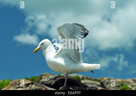 Silbermöwe Landung gerade entlang der Küste in der Nähe von Bar Harbor, Maine - USA Stockfoto