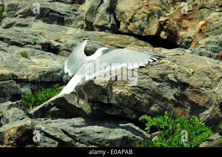 Silbermöwe kommt für eine Landung auf einige Felsen in der Nähe von Bar Harbor, Maine Stockfoto