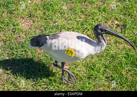 Sydney Australien,Royal Botanic Gardens,White Ibis,Threskiornis moluccus,getaggt,AU140309108 Stockfoto