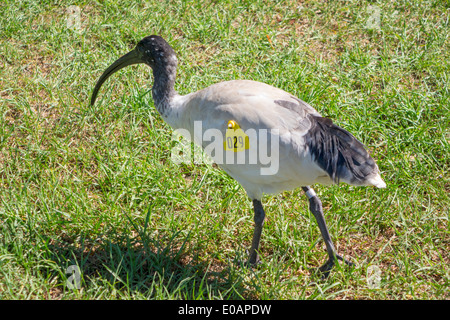 Sydney Australien, New South Wales, Royal Botanic Gardens, Australian White Ibis, Threskiornis moluccus, getaggt, Besucher reisen Reise touristischer Touri Stockfoto