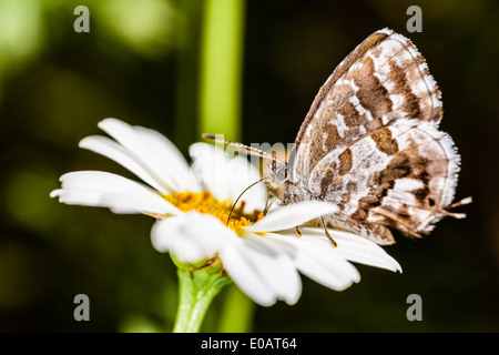 Extreme Makroaufnahme eines kleinen Schmetterlings Fütterung auf eine gemeinsame daisy Stockfoto
