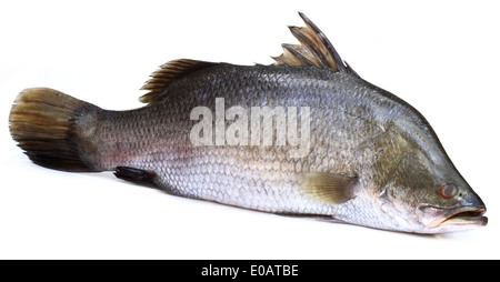 Barramundi oder Koral Fisch von Südost-Asien auf weißem Hintergrund Stockfoto