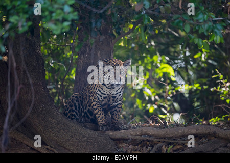 Südamerika, Brasilia, Mato Grosso do Sul, Pantanal, Jaguar, Panthera onca Stockfoto