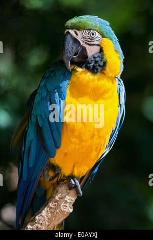 Brasilien, Porträt von blau und gelb Aras (Ara Ararauna) Stockfoto