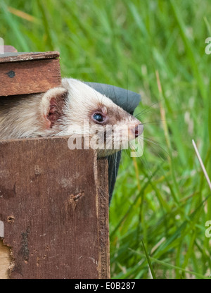 Pole Cat Frettchen in einer Tragetasche Box für den transport, lange Gras verwendet Stockfoto