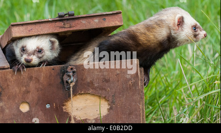 Pole Cat Frettchen in einer Tragetasche Box für den transport, lange Gras verwendet Stockfoto