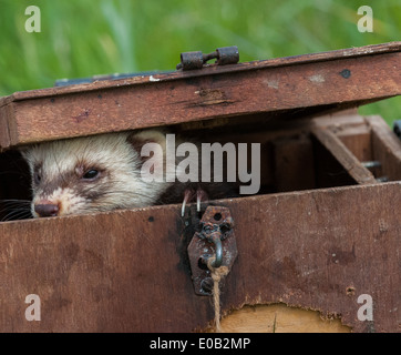 Pole Cat Frettchen in einer Tragetasche Box für den transport, lange Gras verwendet Stockfoto