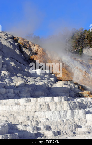 Palette Frühling, unteren Terrassen, Mammoth Hot Springs, Yellowstone-Nationalpark, Wyoming, USA Stockfoto