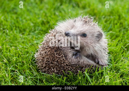 Junge Igel in einer Kugel auf einem grünen Rasen Stockfoto