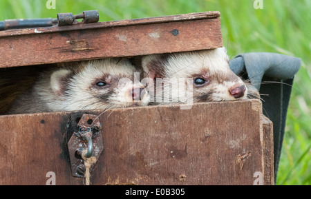 Pole Cat Frettchen in einer Tragetasche Box für den transport, lange Gras verwendet Stockfoto