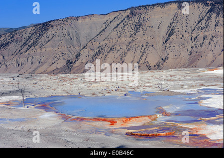 Heiße Quelle am Main Terrasse, Mammoth Hot Springs, Yellowstone-Nationalpark, Wyoming, USA Stockfoto