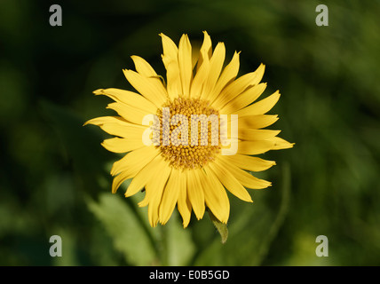 Österreich, Vorarlberg, Leoparden-Bane Kreuzkraut, Senecio doronicum Stockfoto