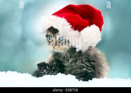 Kleines Kätzchen trägt Weihnachtsmütze sitzen im Schnee Stockfoto