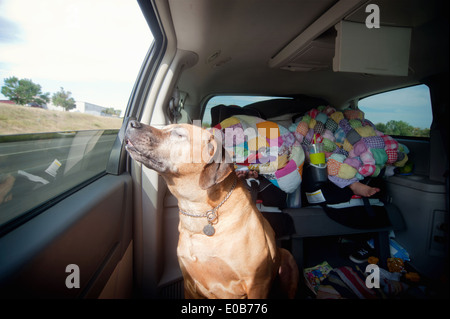 Hund im Auto Rücksitz Reise genießen Stockfoto