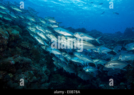 Schule der Bigeye Makrelen. Stockfoto