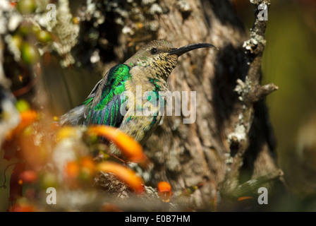 Malachite Sunbird (Nectarinia famosa), männlich in Eclipse Gefieder Stockfoto