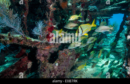 Fisch am Wrack Bürgerkrieg. Stockfoto