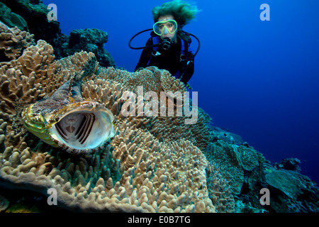 Crocodilefische einzuschüchtern. Stockfoto