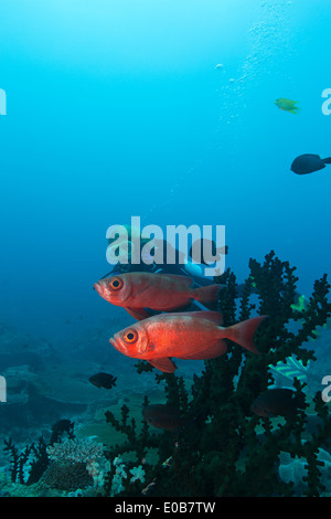 Taucher und Bigeye. Stockfoto