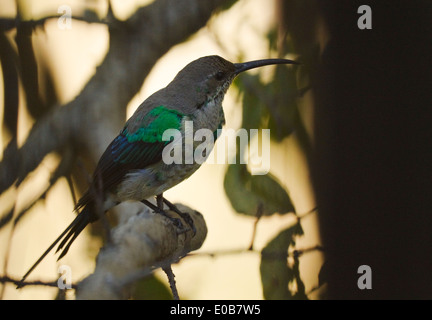 Malachite Sunbird (Nectarinia famosa), männlich in Eclipse Gefieder Stockfoto