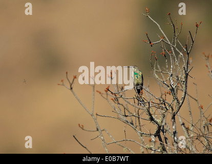 Malachite Sunbird (Nectarinia famosa), männlich in Eclipse Gefieder Stockfoto