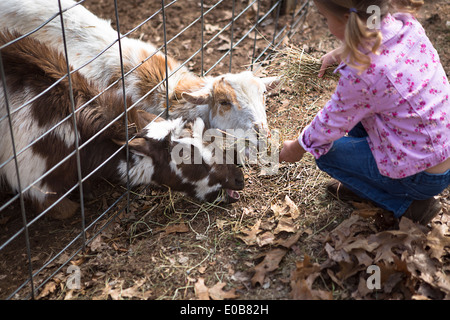 Junges Mädchen füttern Ziegen unter Zaun Stockfoto