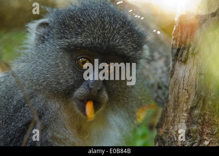 Samango-Affe (Cercopithecus mitis erythrarchus) in einem Baum, der Früchte frisst, Mount Sheba, Mpumalanga, Stockfoto