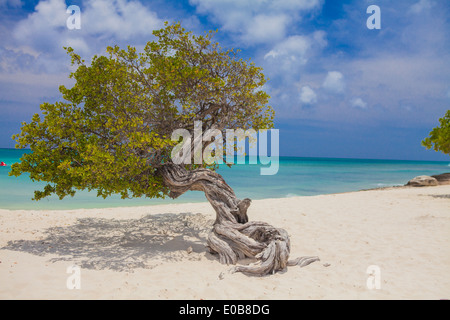 Krummen Baum auf Palm Beach, Aruba, kleine Antillen, Karibik Stockfoto