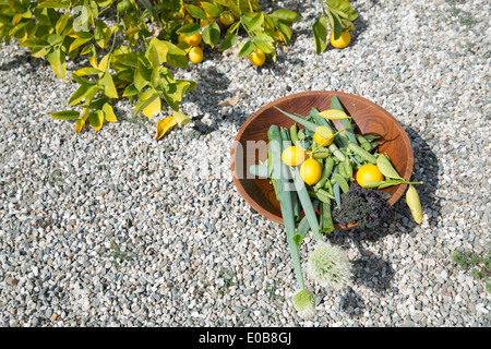 Schüssel mit frisch gepflückten Zitronen und Gemüse auf Kiesweg Stockfoto