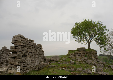 Ein einsamer Baum wächst aus einer verlassenen Ruine Stockfoto